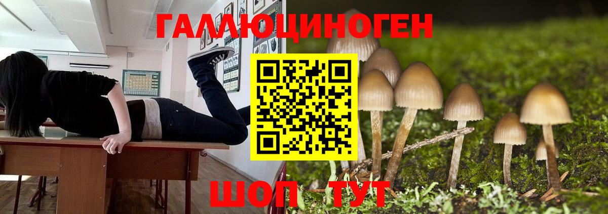 Галлюциногенные грибы Psilocybine cubensis Сланцы